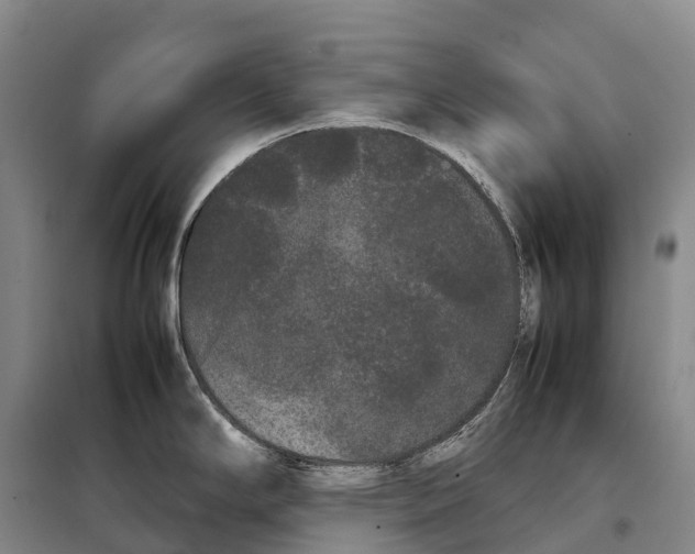 X0000098021294200804251129