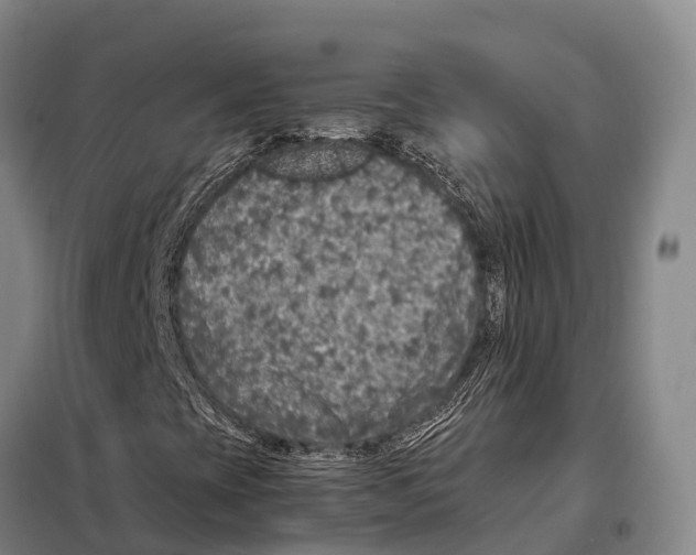 X0000098021393200804251126