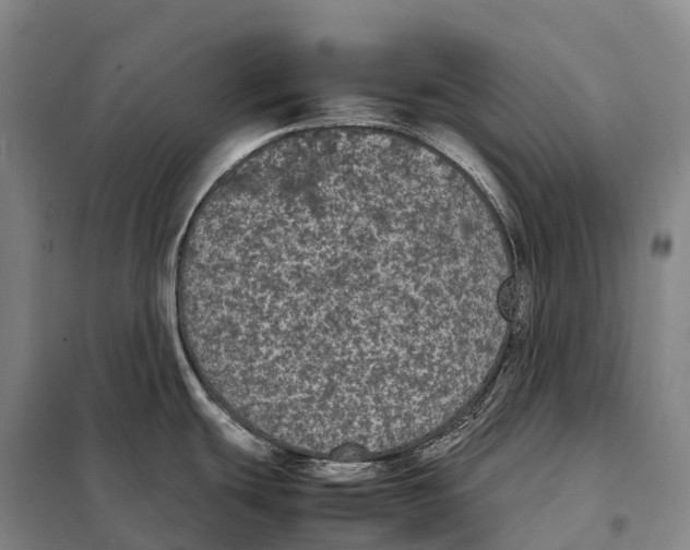 X0000098021439200804251127