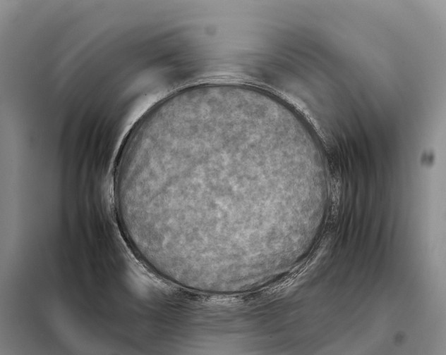 X0000098021466200804251126