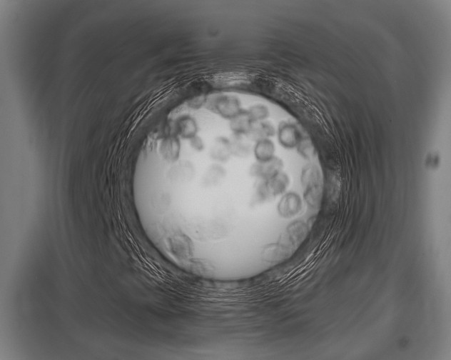 X0000098031393200803280719