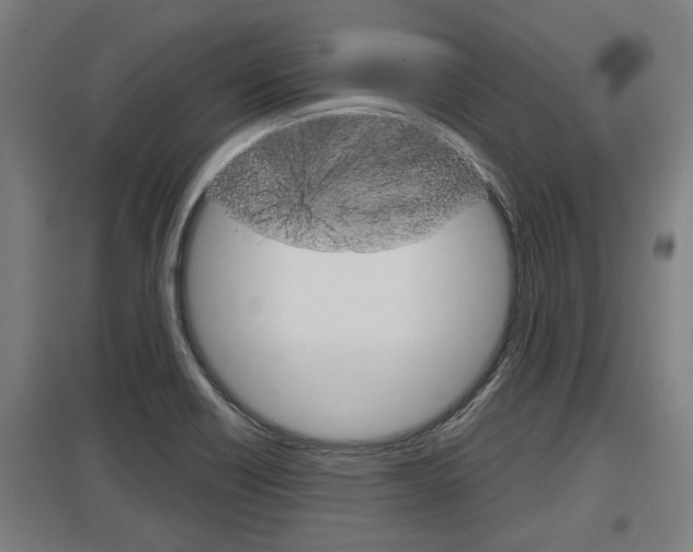 X0000098031418200803280720