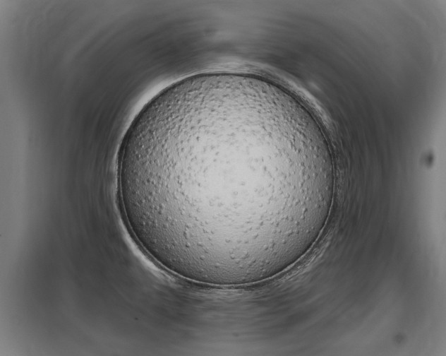 X0000098031479200803280719
