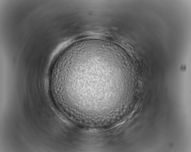 X0000098030149200804181238