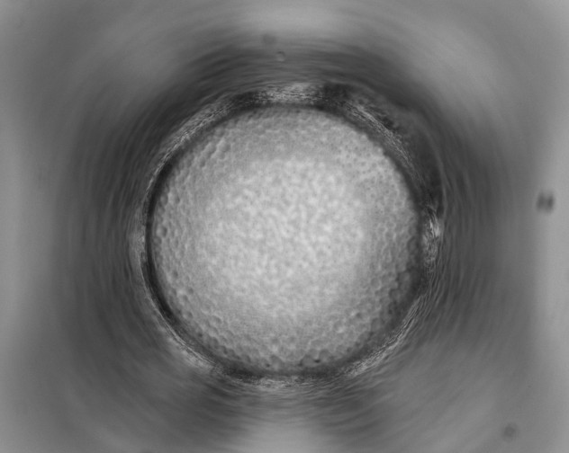 X0000098030725200804181229