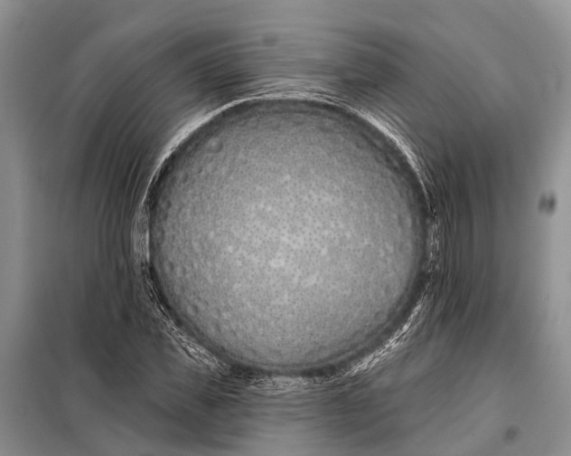 X0000098030925200804181225