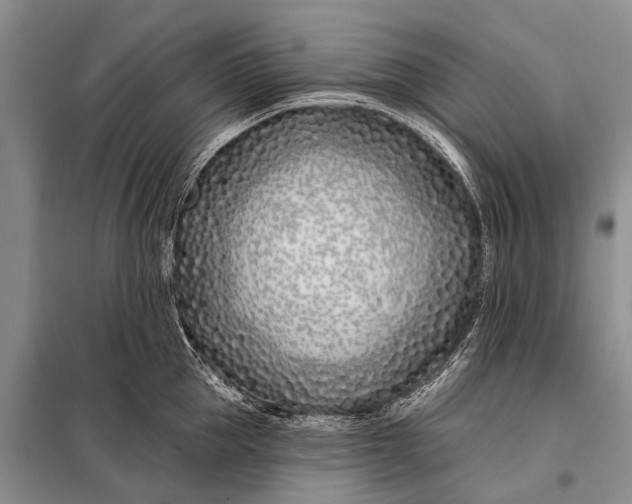 X0000098030953200804181226