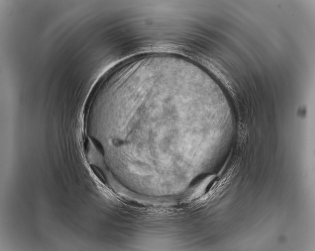 X0000098030988200804181225