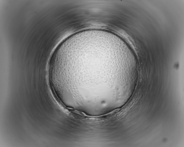 X0000098031235200804181221