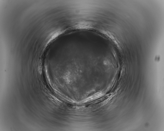 X0000098031306200804181219