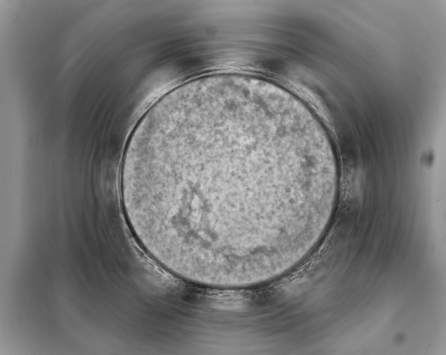 X0000098031338200804181219