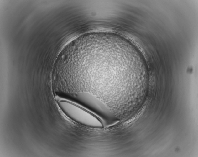 X0000098031425200804181217
