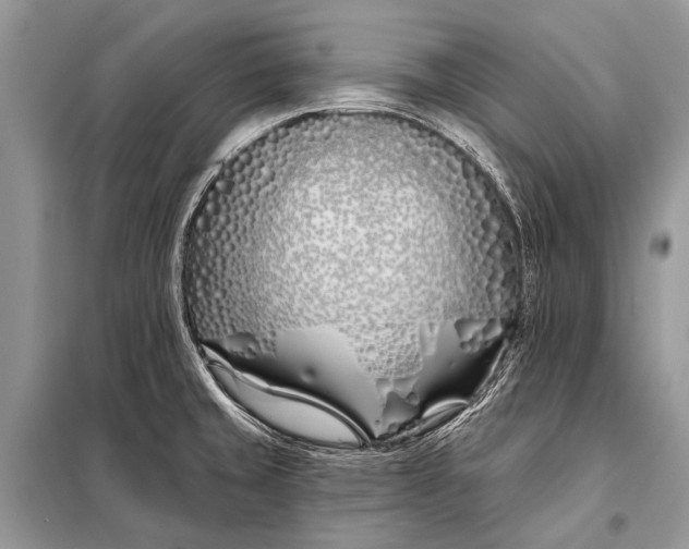 X0000098031429200804181217