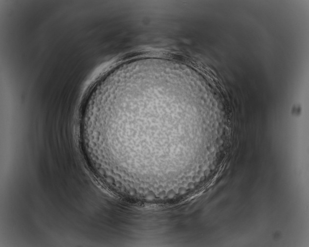 X0000098030149200804251423