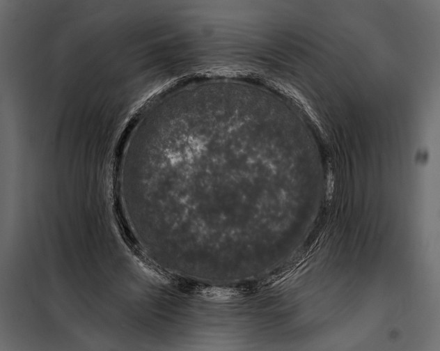 X0000098030444200804251419