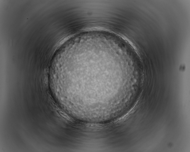 X0000098030921200804251411