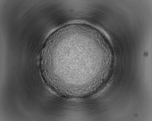 X0000098030953200804251412