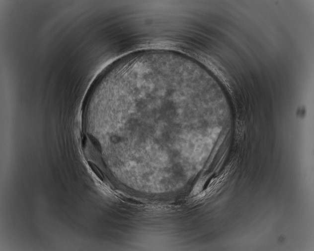 X0000098030988200804251411