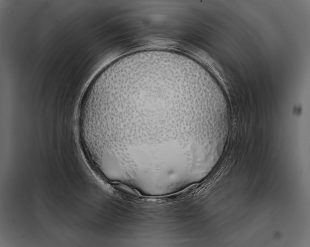 X0000098031235200804251407