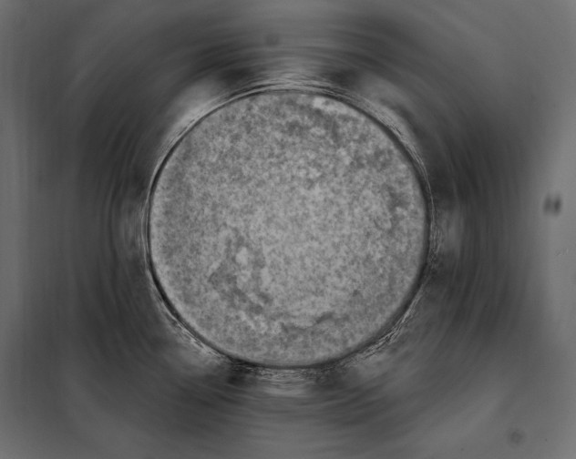 X0000098031338200804251406