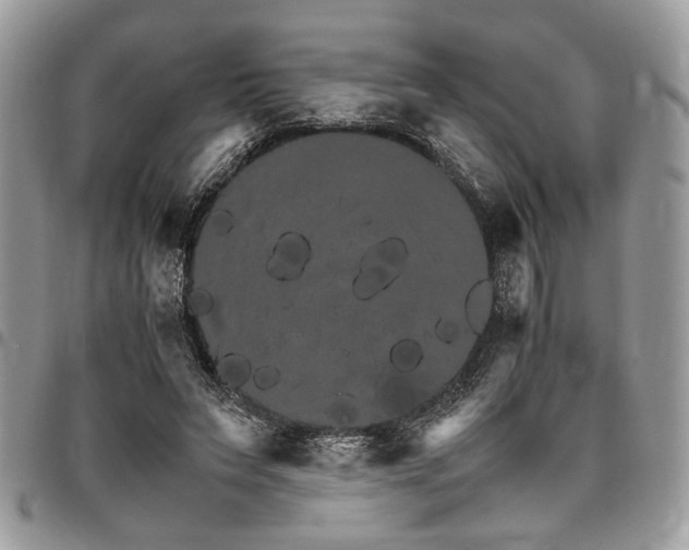 X0000098040495200803281435