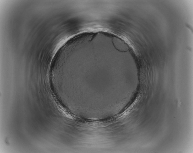 X0000098040879200803281429