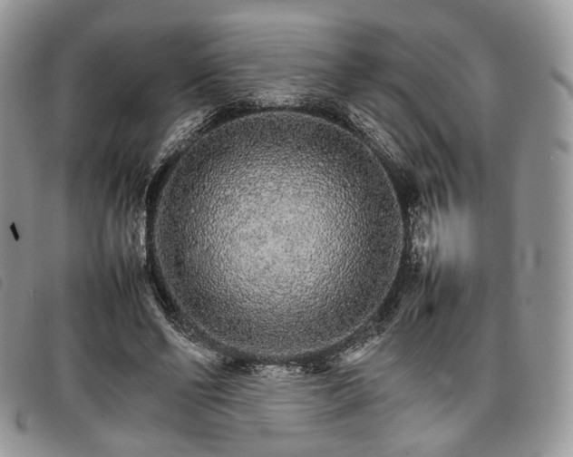 X0000098040494200804071445