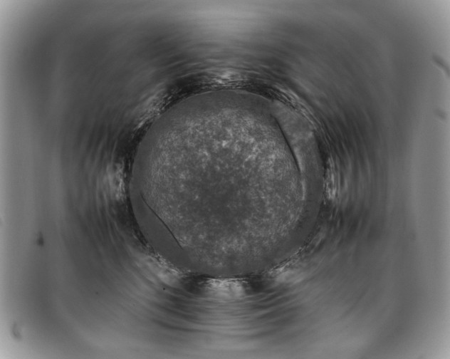 X0000098040520200804071445
