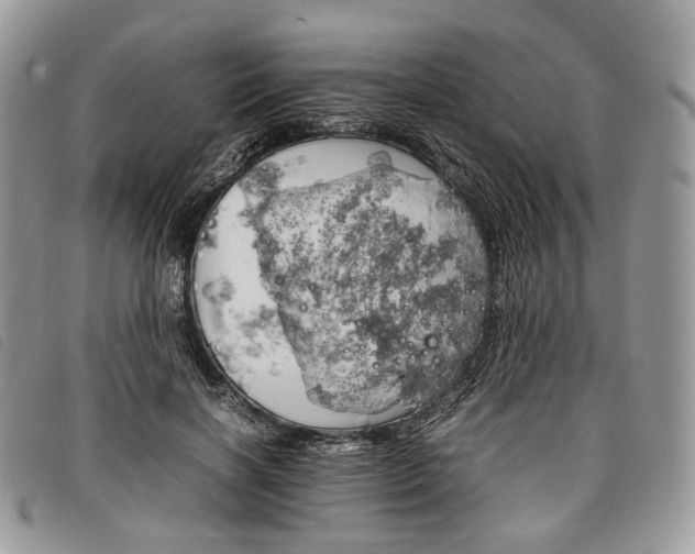 X0000098040646200804071443