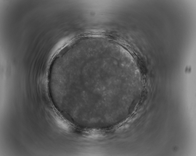 X0000098040293200804181303