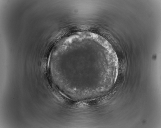 X0000098040427200804181301