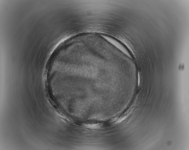 X0000098040723200804181255