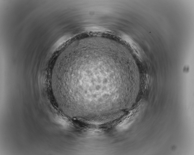 X0000098040775200804181255