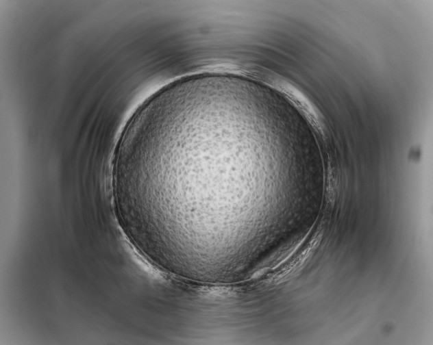 X0000098040808200804181255