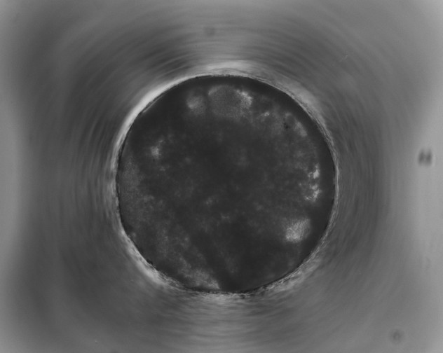 X0000098040816200804181254