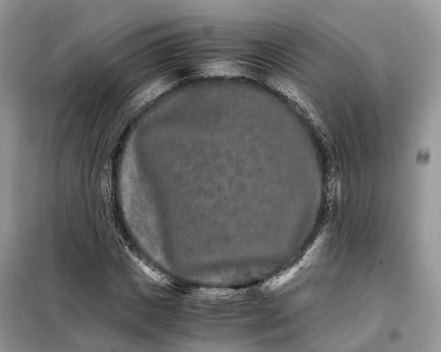 X0000098040825200804181254