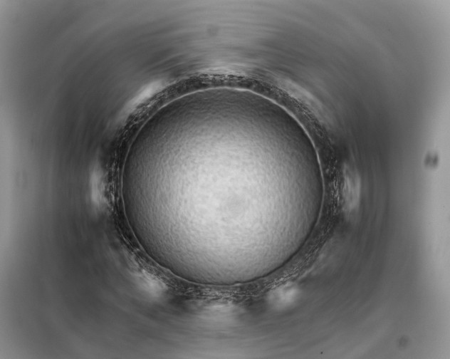 X0000098040870200804181253