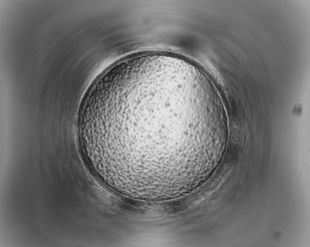 X0000098040895200804181253