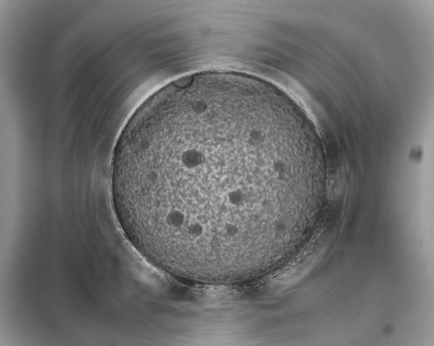 X0000098040903200804181253