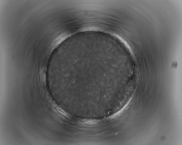 X0000098040921200804181252