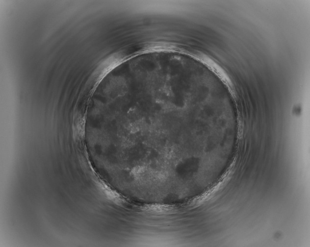 X0000098040953200804181253