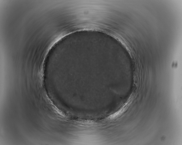 X0000098040975200804181251