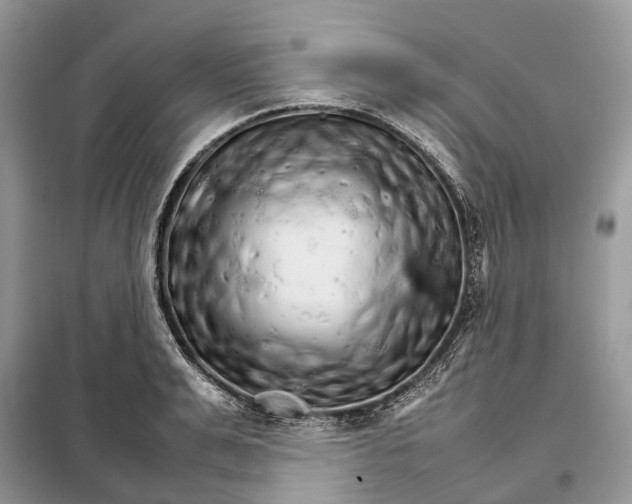 X0000098040991200804181251