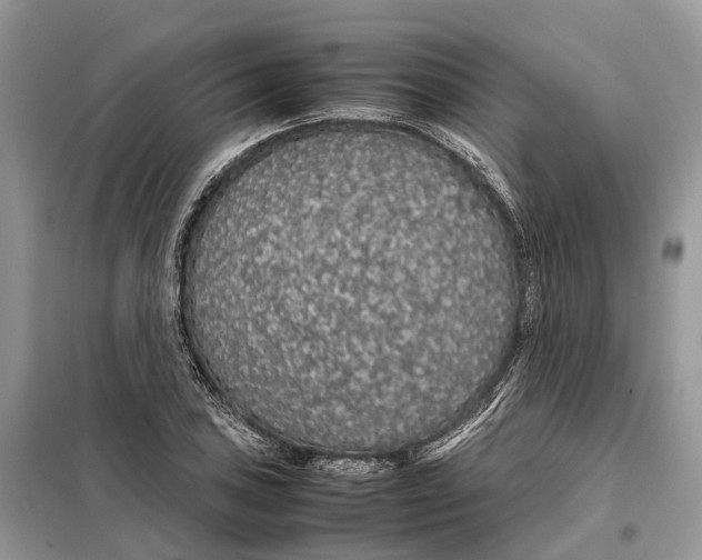 X0000098041027200804181250