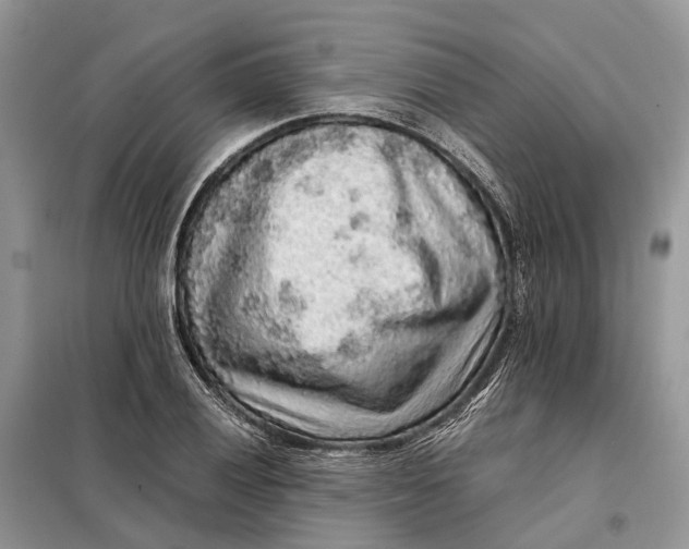 X0000098041028200804181250