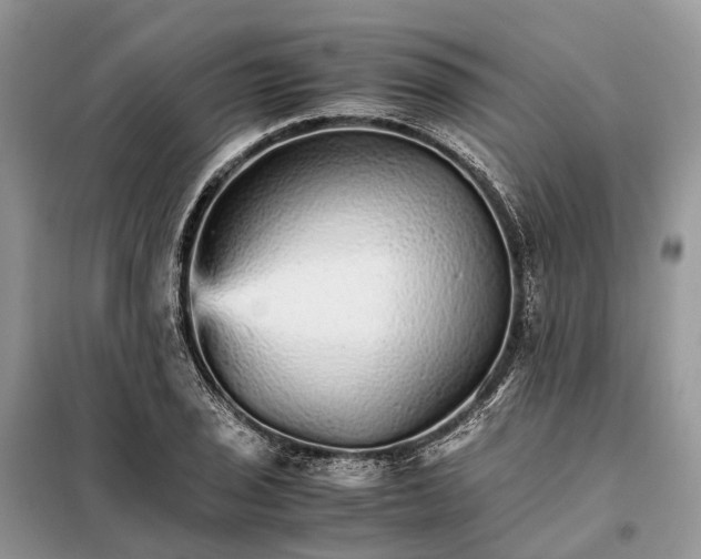 X0000098041029200804181250