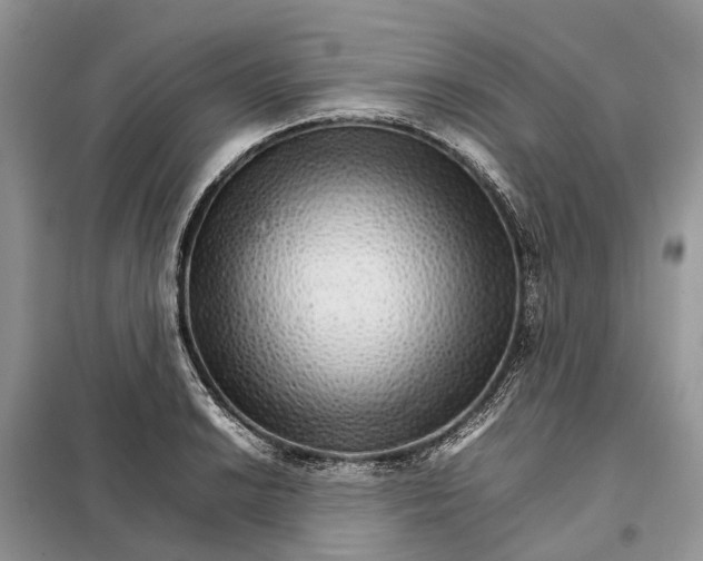 X0000098041038200804181250