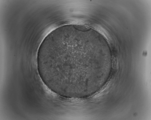 X0000098041087200804181250