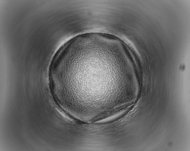 X0000098041230200804181247