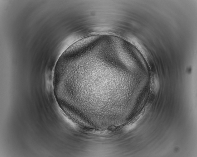 X0000098041386200804181244